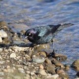 Brewer's-blackbird-male