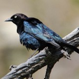 Brewer's Blackbird