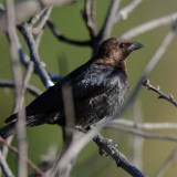 Brown-headed Cowbird