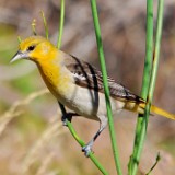 Bullock's Oriole-female