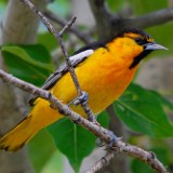 Bullocks Oriole