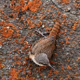 Canyon Wren