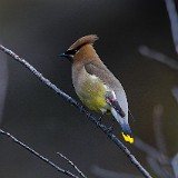 Ceadar-Waxwing-1