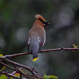 Ceadar-Waxwing