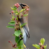 Cedar Waxwing on wild rose