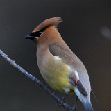 Cedar Waxwing