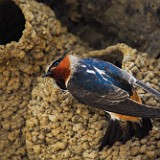 Cliff Swallow on nest