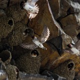 Cliff-swallow 1