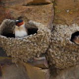 Cliff-swallow 2