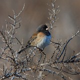 Dark-eyed-Junco-1