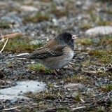 Dark-eyed-Junco-2