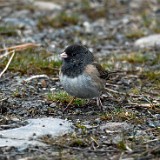 Dark-eyed-Junco-3