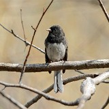 Dark-eyed-Junco-5