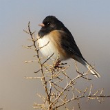 Dark-eyed Junco