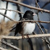 Dark-eyed-junco 1