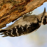 Downey woodpecker1