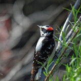 Downey-woodpecker-2