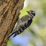 Downey-woodpecker-4