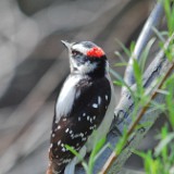 Downey Woodpecker