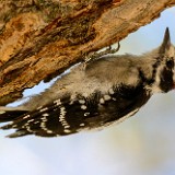 Downey-woodpecker 1