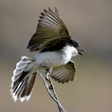 Eastern Kingbird-windy day