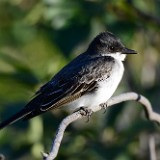 Eastern Kingbird