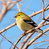American Goldfinch-female