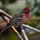 House-finch