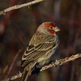 House-finch 1