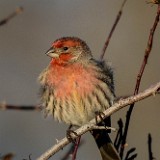 House-finch 2