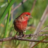 House-finch 3