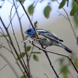 Lazuli-Bunting-1