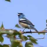 Lazuli-Bunting-2