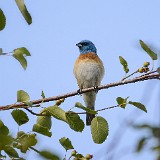 Lazuli-Bunting-3