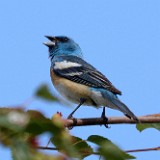 Lazuli Bunting