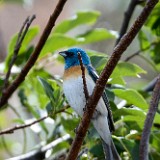 Lazuli-Bunting 1