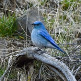 Mountain-Bluebird