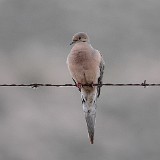 Mourning-Dove-1