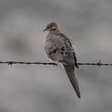 Mourning-Dove