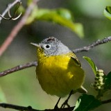 Nashville-warbler