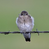 Northern Rough-winged Swallow (2)