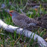 Northern Flicker