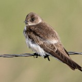 Northern Rough-winged Swallow