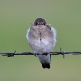 Northern-Rough-winged-Swallow 1