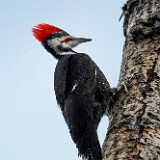 Pileated-Woodpecker-1