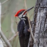 Pileated-Woodpecker