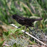 Red-winged-Blackbird-immature-male