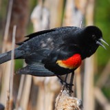 Red-winged Blackbird