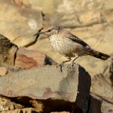 Rock Wren