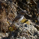 Rock-wren-1